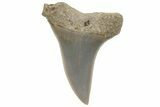 Fossil Mako Tooth - Lee Creek (Aurora), NC #220194-1